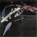 SELECTED KOI 7-8 :